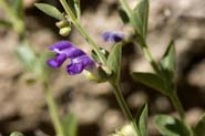 Scutellaria_potos