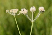 Sphenosciadium_cap