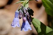 Mertensia_cil