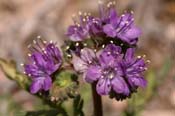 Phacelia_popei