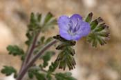 Phacelia_ramos