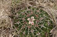 Echinocactus_tex