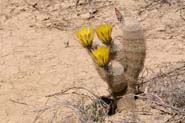 Echinocereus_das