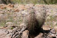 Echinocereus_eng