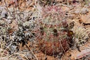 Echinocereus_vir-cyl