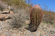 Ferocactus_cyl