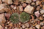 Mammillaria_heyd