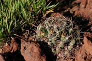 Mammillaria_wright