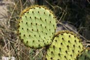 Opuntia_chlor