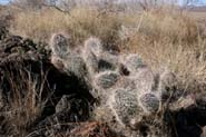 Opuntia_pol-hys