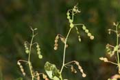 Desmodium_neom