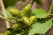 Xanthium_strum