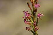 Gaura_mollis