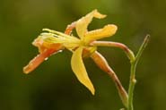 Gaura_mutabilis