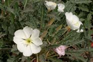 Oenothera_cae-mar