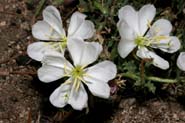 Oenothera_cali