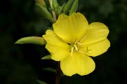 Oenothera_ela-hir