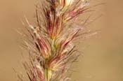 Pennisetum_cil