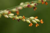 Panicum_color