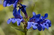 Penstemon_cyan