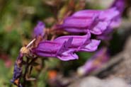 Penstemon_davids