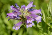 Penstemon_het