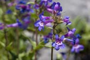 Penstemon_humilis