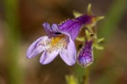 Penstemon_metc