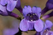 Penstemon_venus