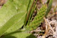 Plantago_rhodo