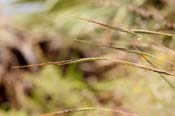 Heteropogon_cont