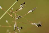 Muhlenbergia_asp