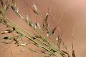 Muhlenbergia_mont