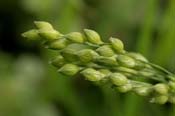 Panicum_hal