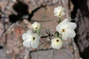 Linanthus_dicho