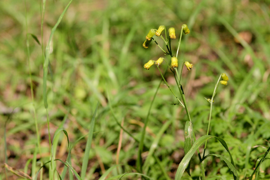 Senecio_bigel