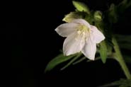 Polemonium_fol-mol