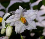 Solanum_caro