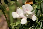 Lathyrus_lans