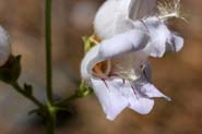 Penstemon_gri-scr